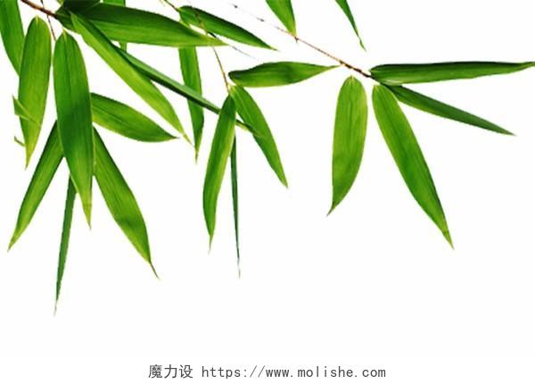 竹叶端午节素材